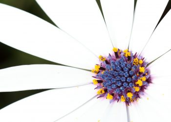 La Flor de Maig 2021 de Jordi Mestrich