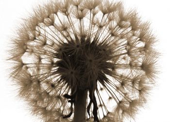 La Flor de Maig 2022 de Joan Roqué Escoda