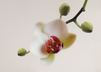 Ester Vandellòs López és l’autora de “La Flor de Maig, 2024”